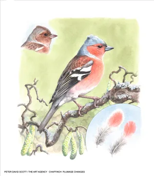 How does a male chaffinch change colour A male Chaffinch