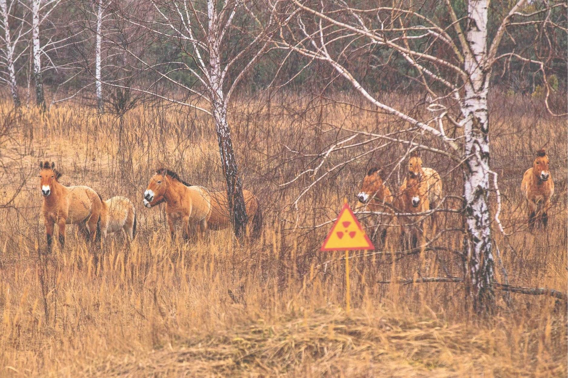 Przewalski’s horses in the Chernobyl&nbsp;Exclusion&nbsp;Zone