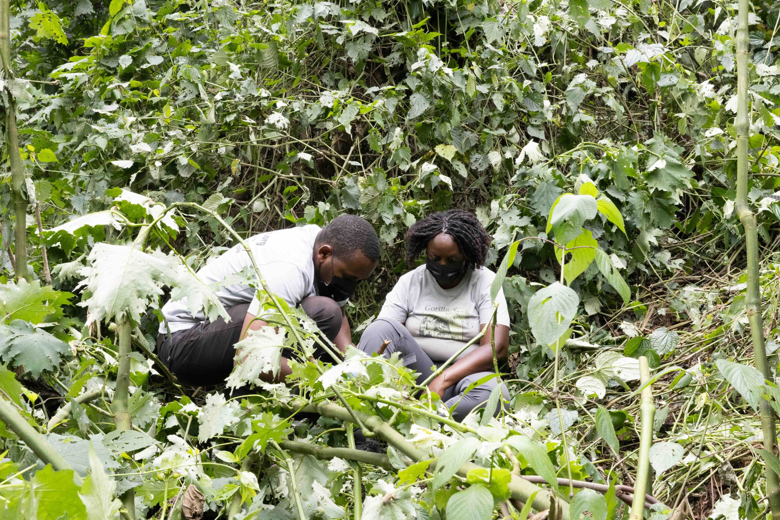 National Geographic Explorer Dr. Gladys Kalema-Zikusoka and wildlife health technician Annaclet Ampeire analyze mountain gorilla dung in Bwindi Impenetrable National Park