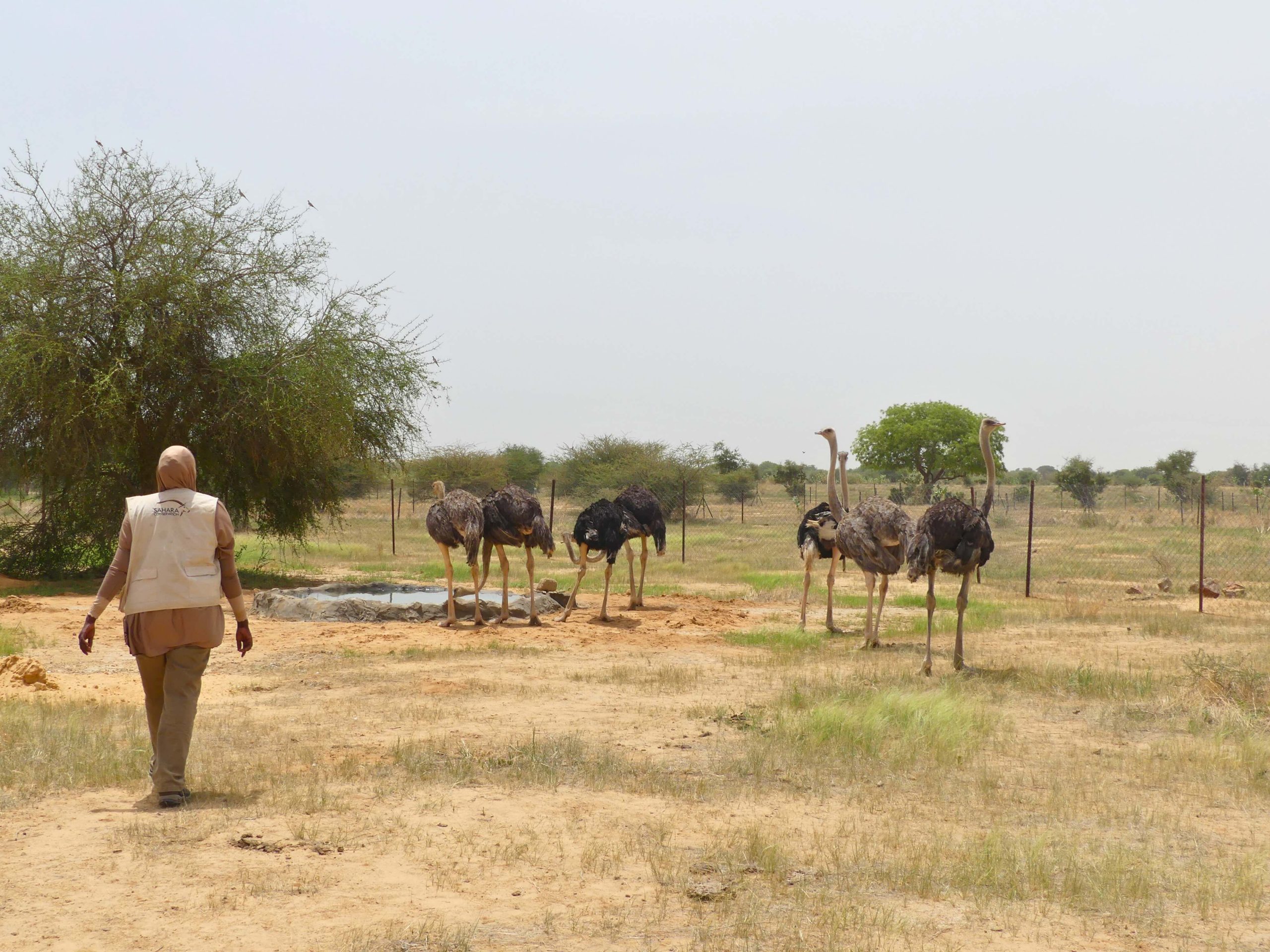 North African ostriches released in Niger