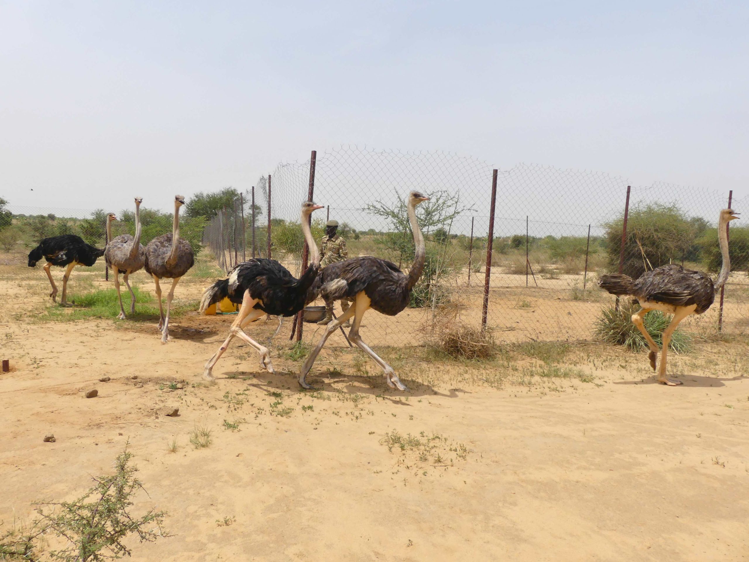 North African ostriches released in Niger