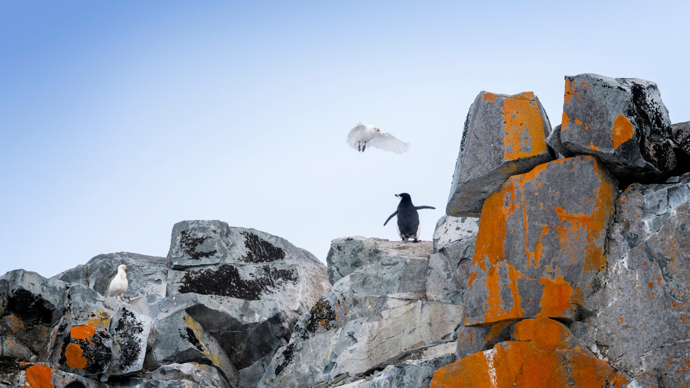 A chinstrap penguin stands on lichen-covered rocks at the colony on Half Moon Island