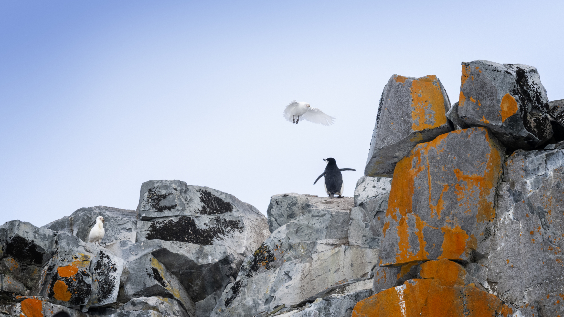 A chinstrap penguin stands on lichen-covered rocks at the colony on Half Moon Island