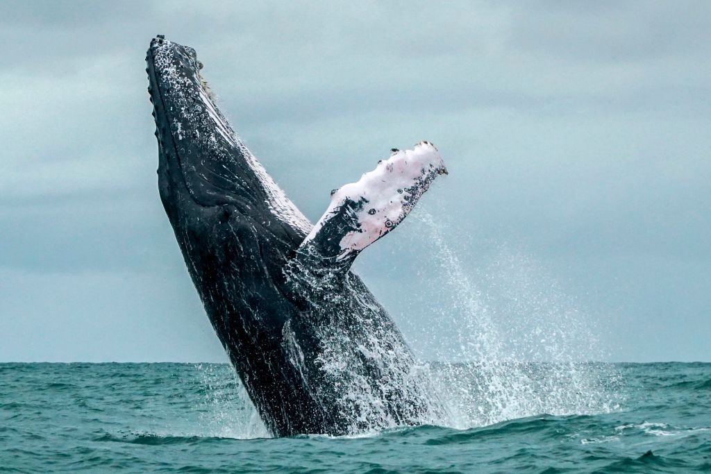 A humpback whale leaps to the surface of the Pacific Ocean