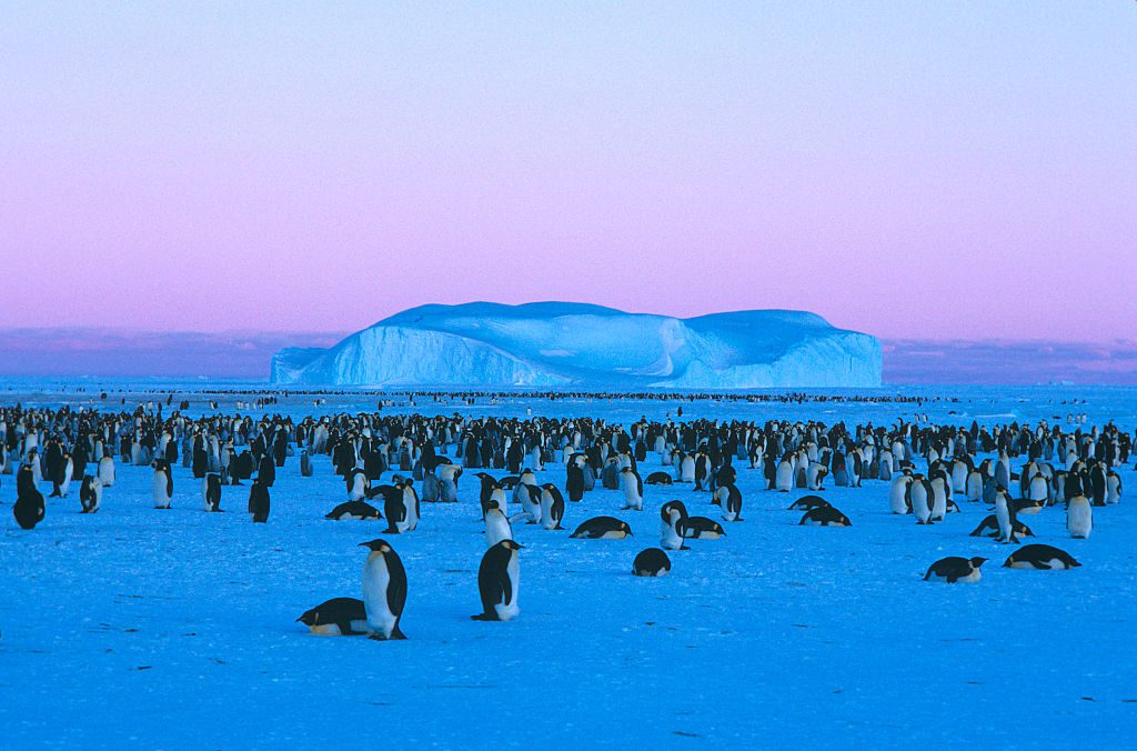 Purple skies with sea ice and large colony of penguins