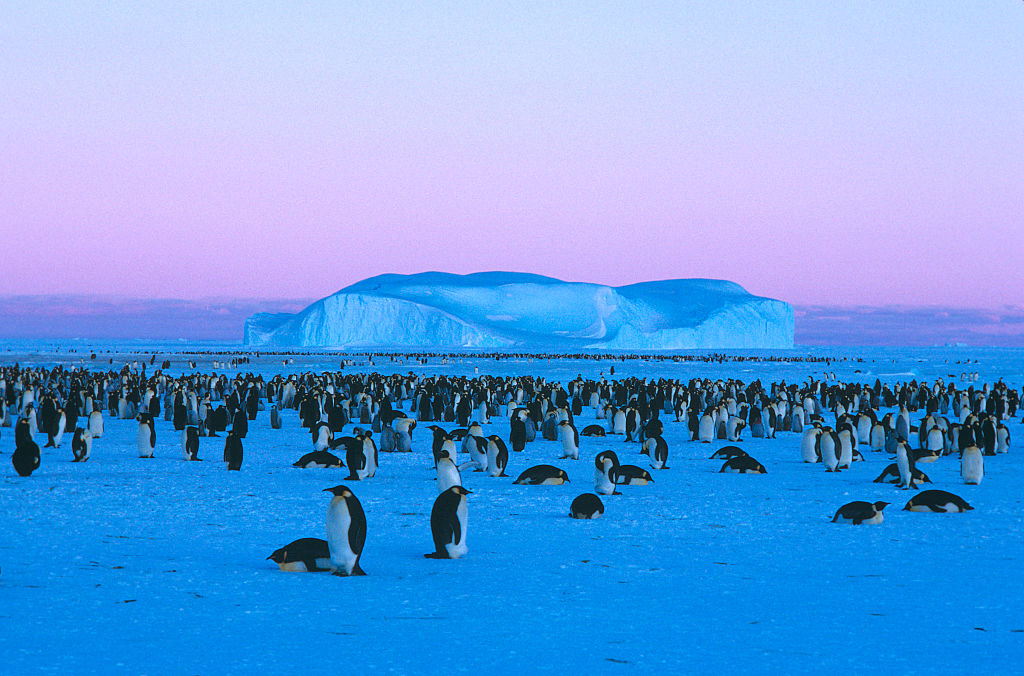 Purple skies with sea ice and large colony of penguins