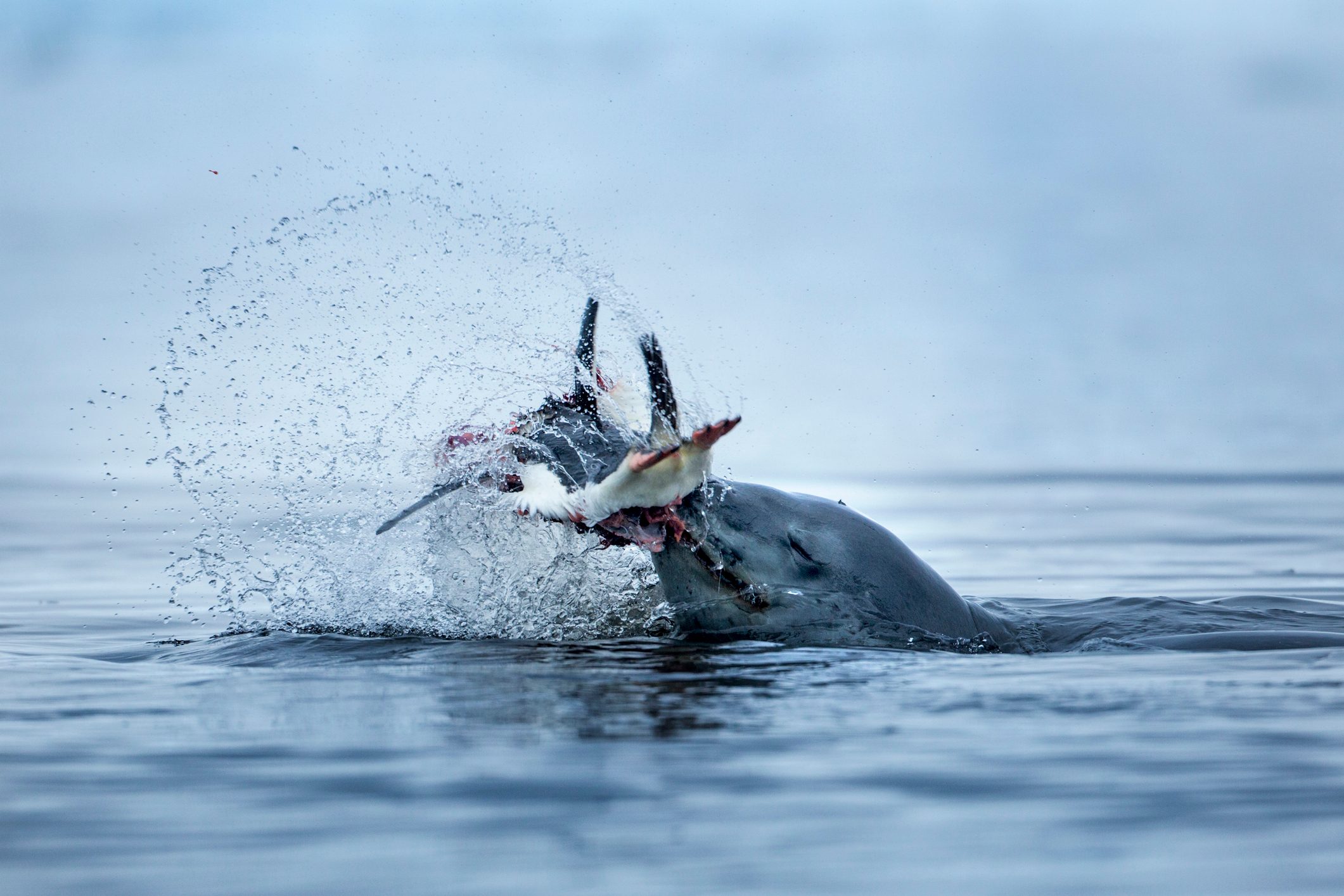 Leopard seal shakes and kills gentoo penguin, caught on the shoreline of Cuverville Island in Antarctica. 
