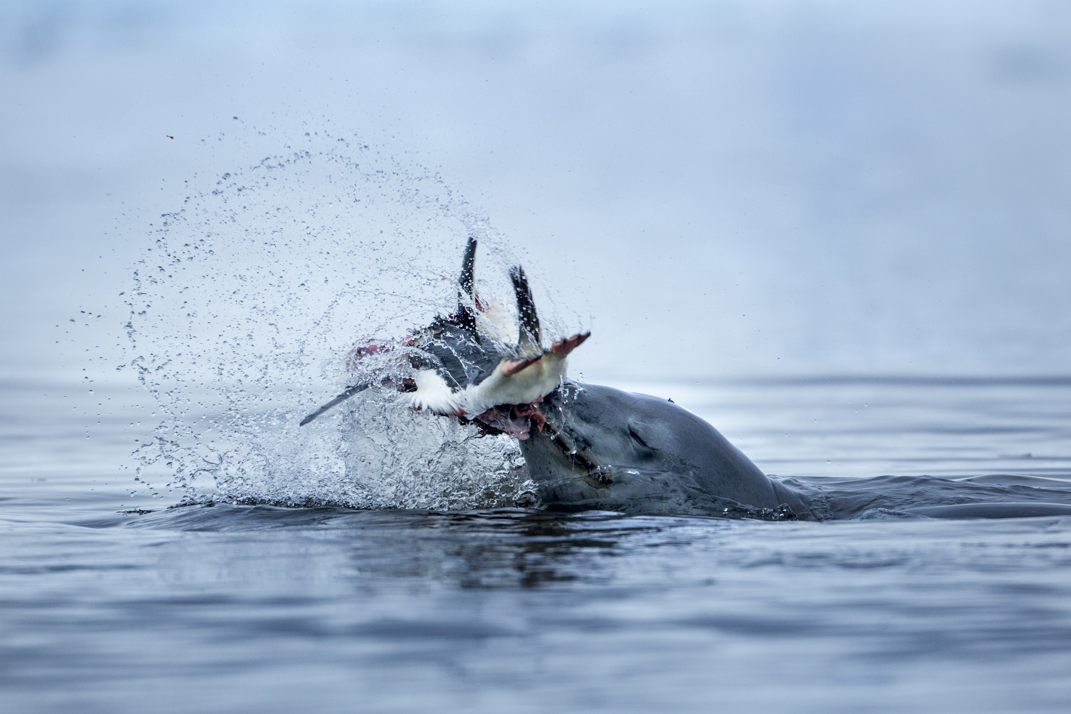 Leopard seal shakes and kills gentoo penguin, caught on the shoreline of Cuverville Island in Antarctica. 