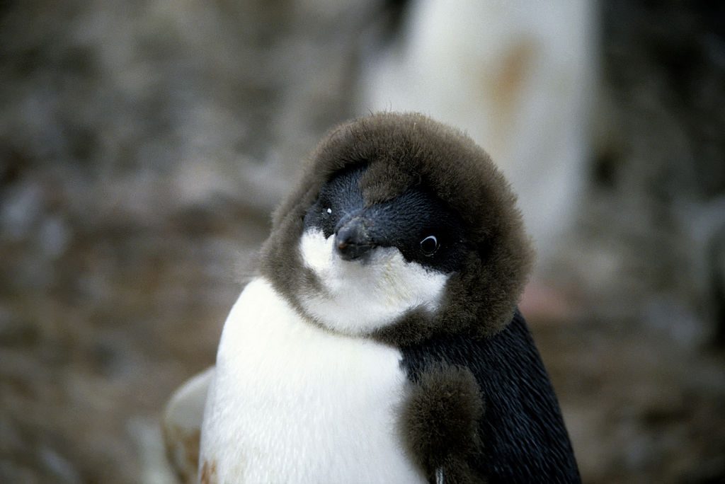 Moulting penguin chick looks at the camera