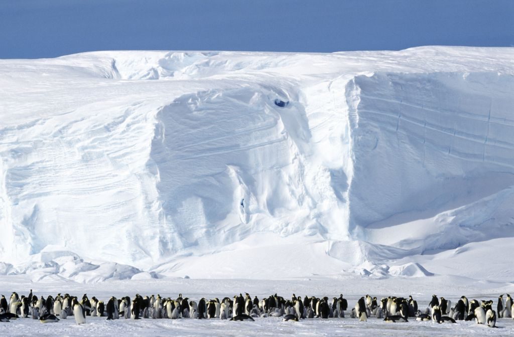 Big group of penguins by large sea ice