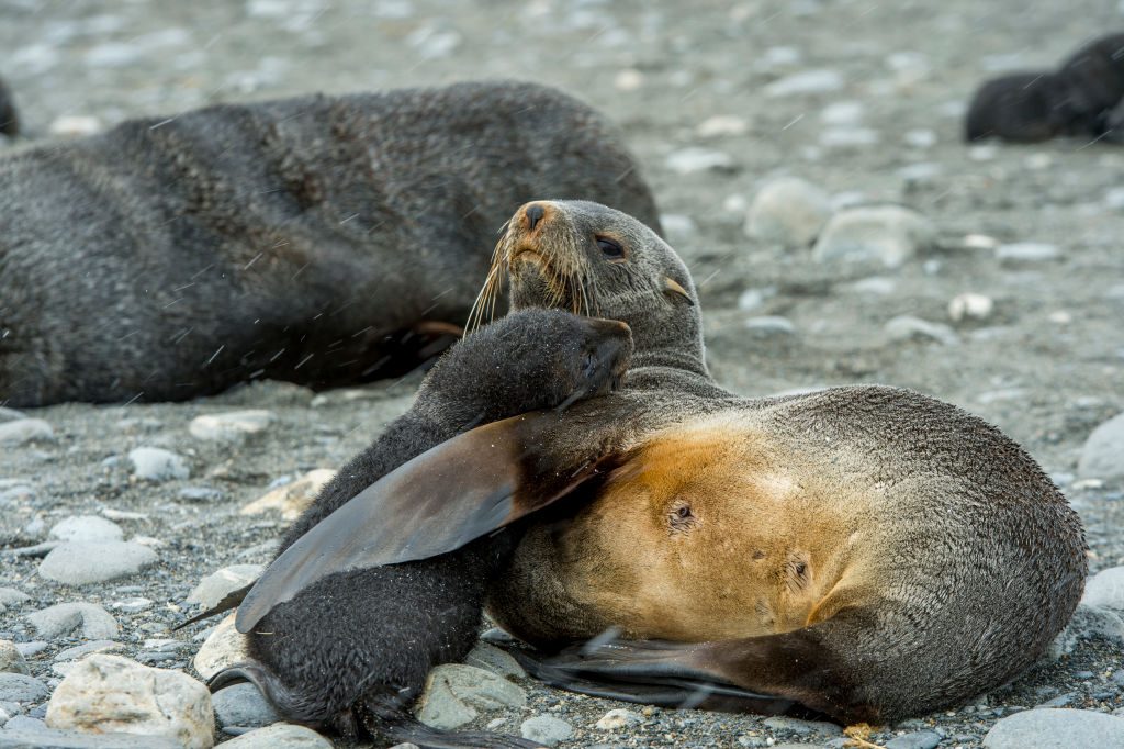 Antarctic fur seal mother with pup on beach at Salisbury Plain hugging one another