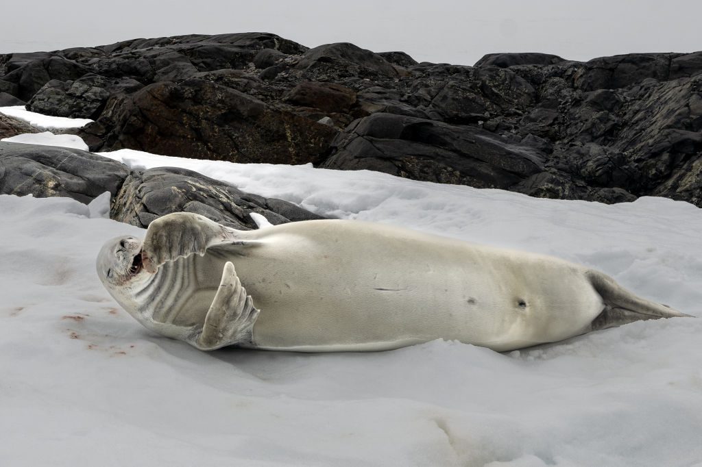 A crabeater seal eats a crab  