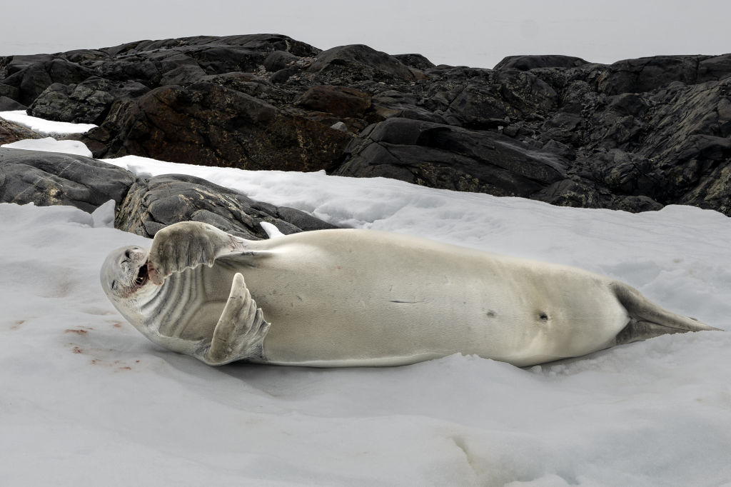 A crabeater seal eats a crab  