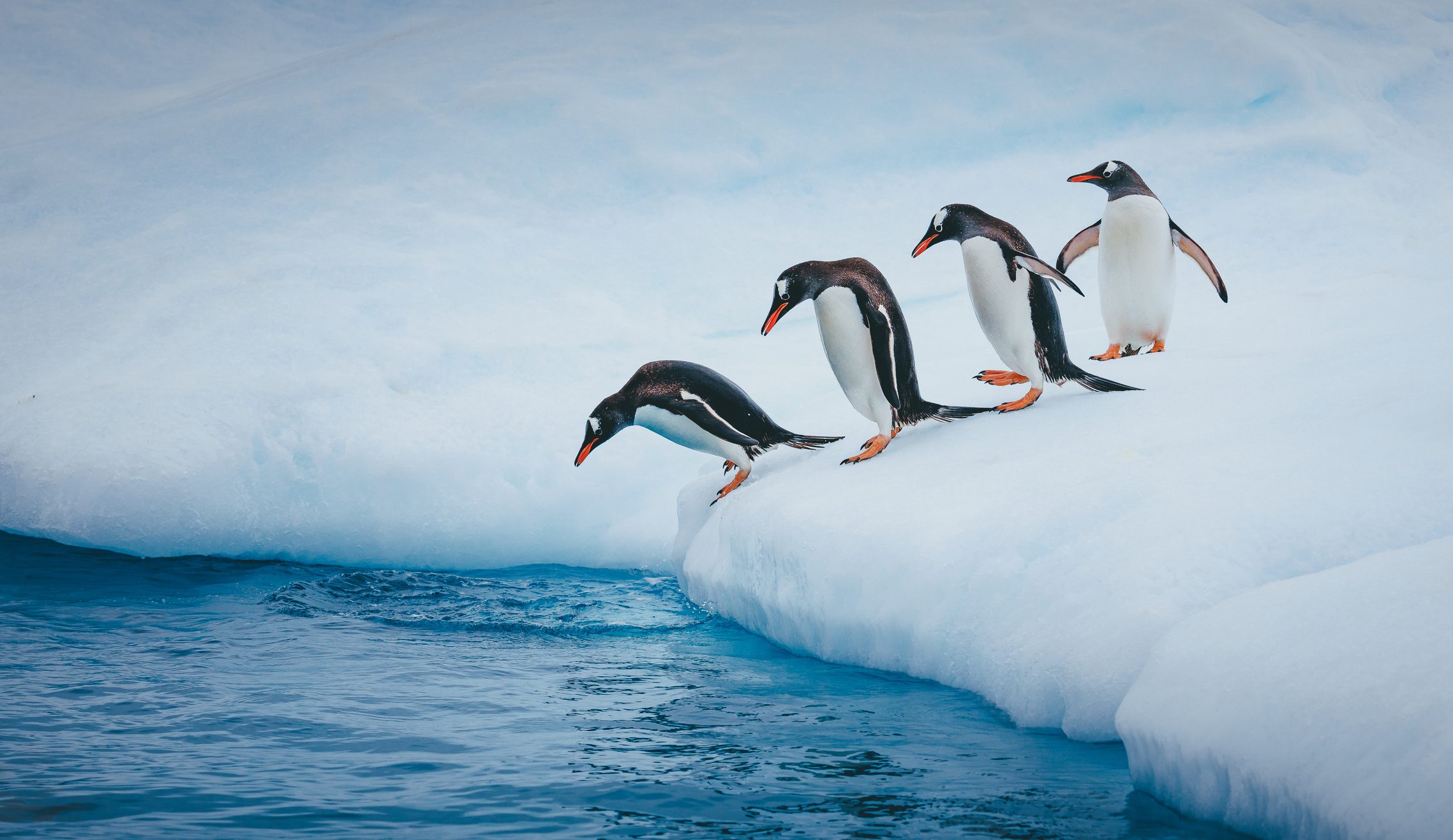 Four penguins approach water about to jump in