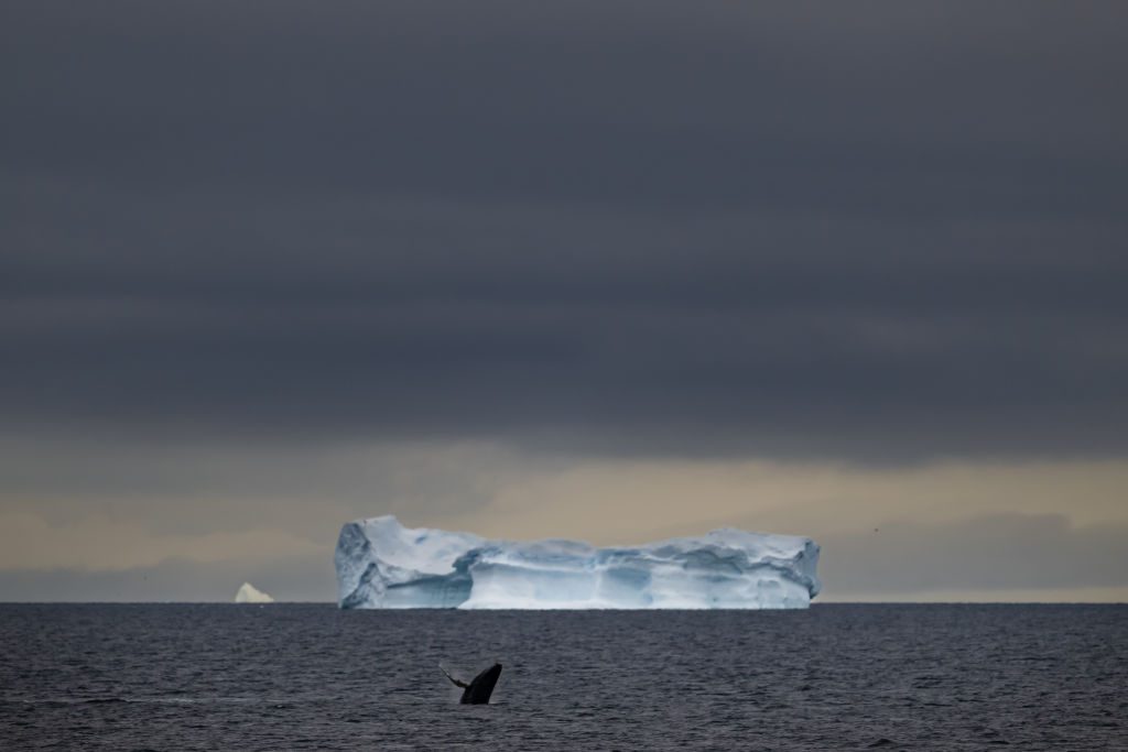 Humpback whales are seen at Gerlache Strait exiting the water in front of a large ice cap 