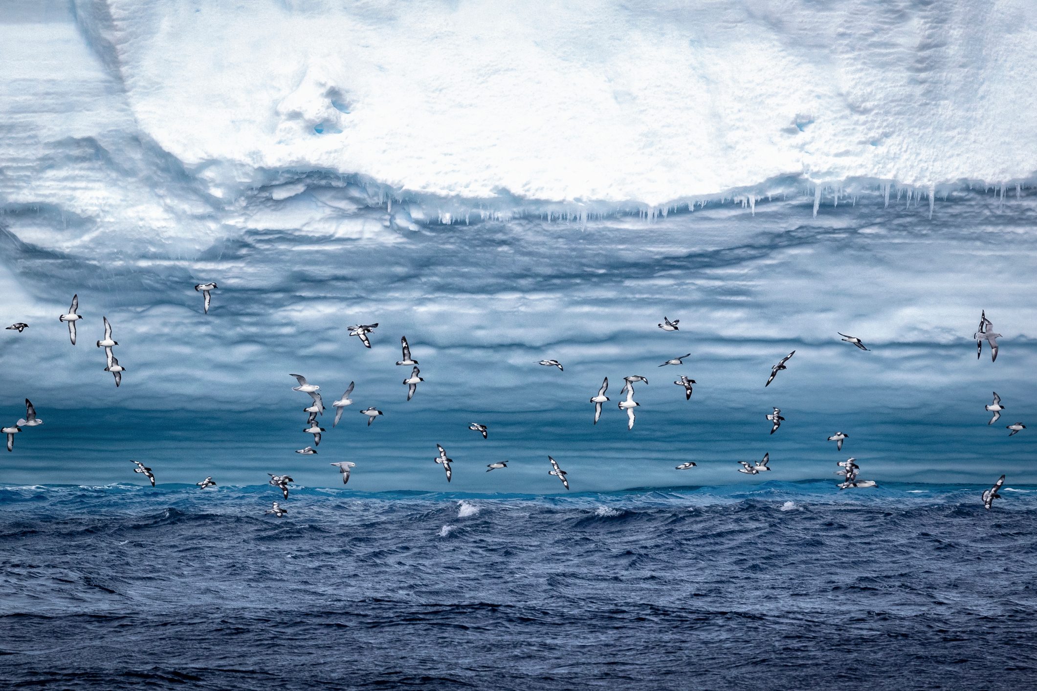 Seabirds fly above the sea by an iceberg