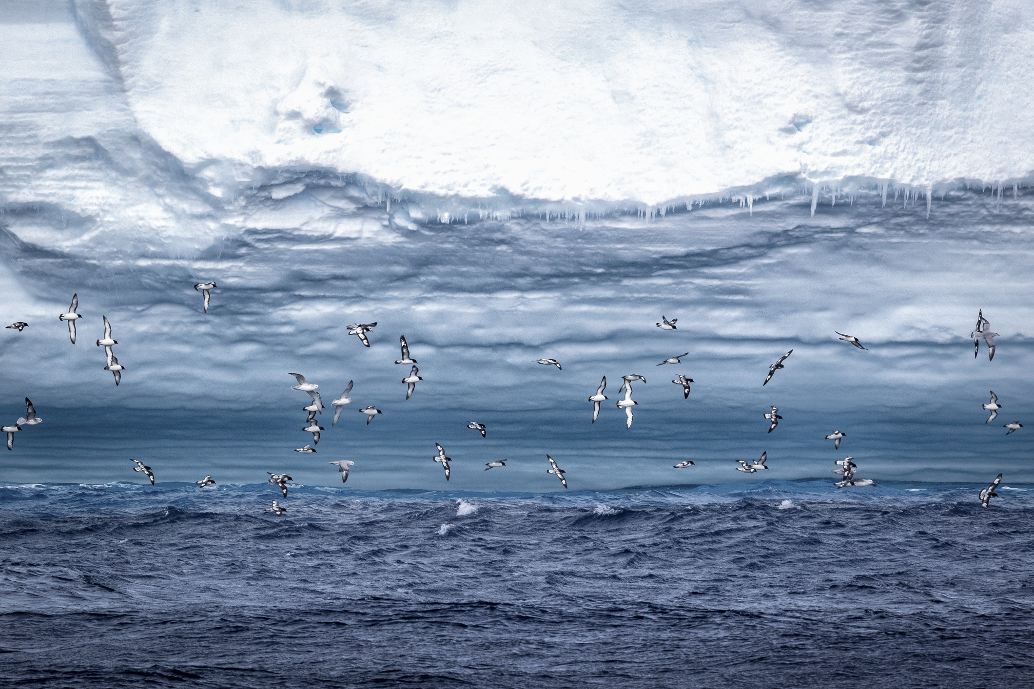 Seabirds fly above the sea by an iceberg