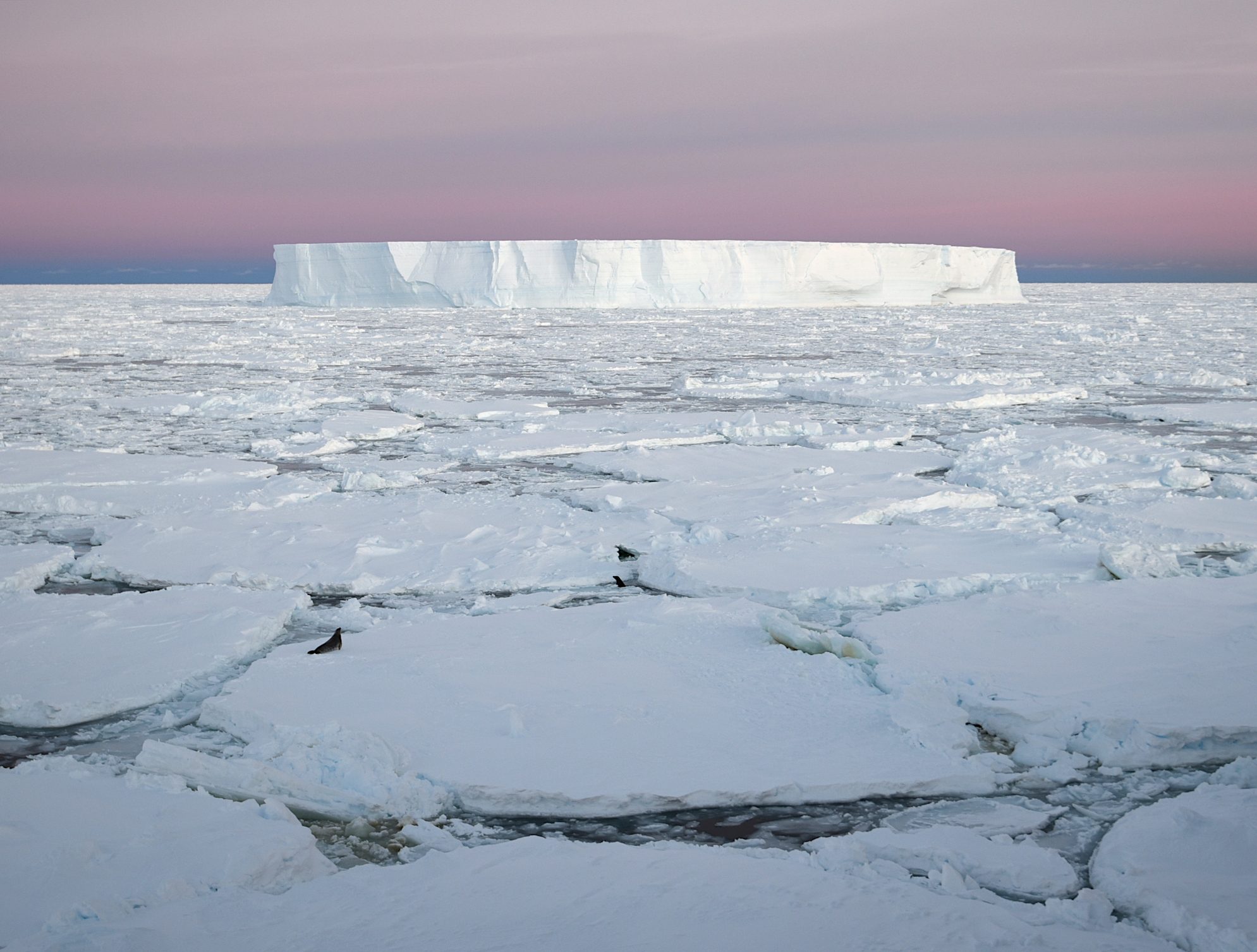 Two crabeater seals lie on pack ice with a large tabular iceberg surrounded by a pink sky at sunrise floating in the background.