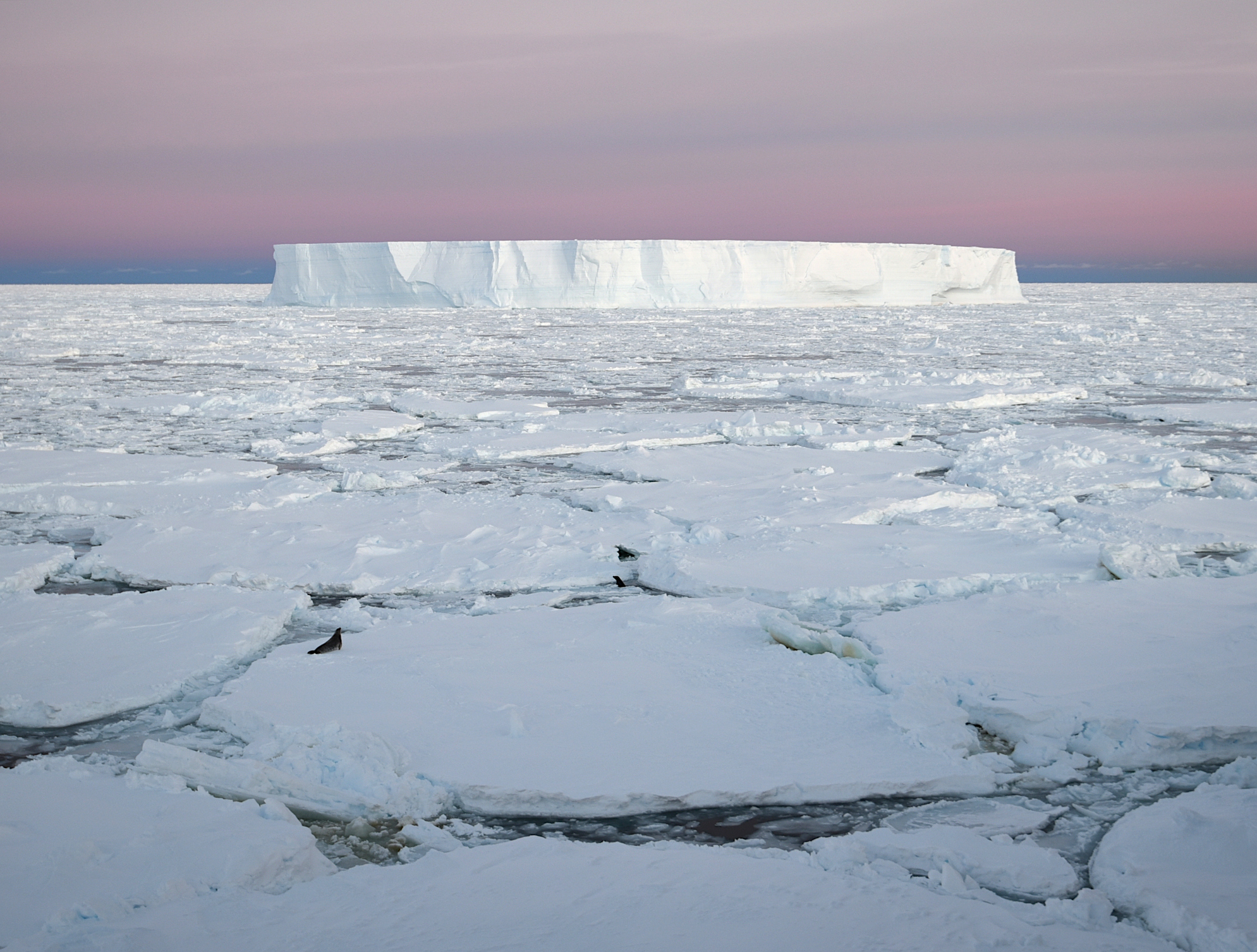 Two crabeater seals lie on pack ice with a large tabular iceberg surrounded by a pink sky at sunrise floating in the background.