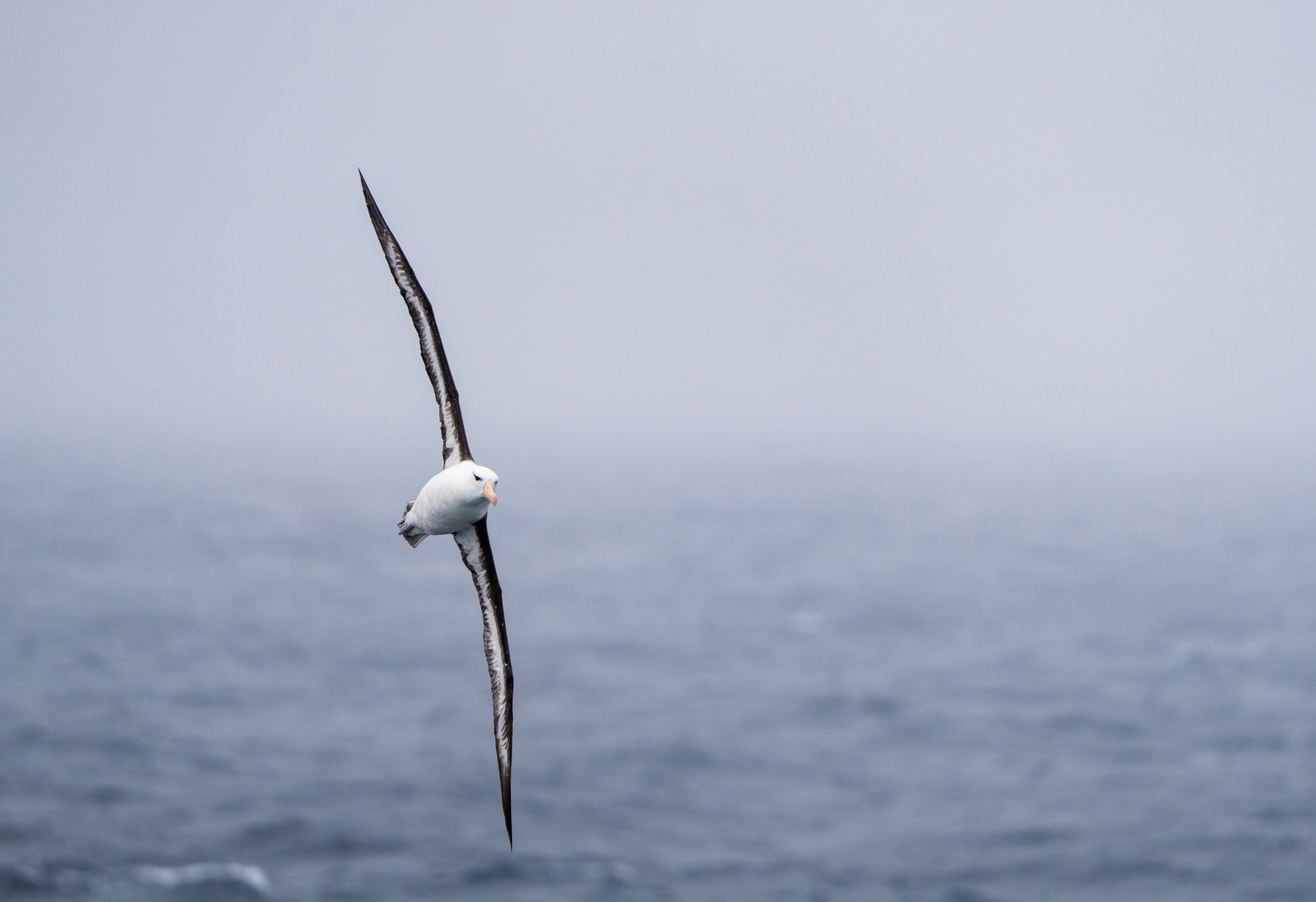 Black-browed albatross