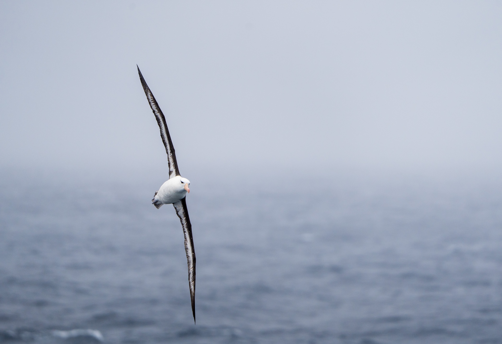 Black-browed albatross