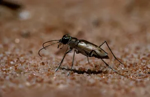Tiger beetle, Cicindela hudsoni Tiger beetle, Cicindela hudsoni, 20 mm long, the world's fastest insect runner, timed at 2,5 m a second, or 5,6 miles an hour, Faure Island, Shark Bay, Western Australia, Australia. (Photo by: Auscape/Universal Images Group via Getty Images)