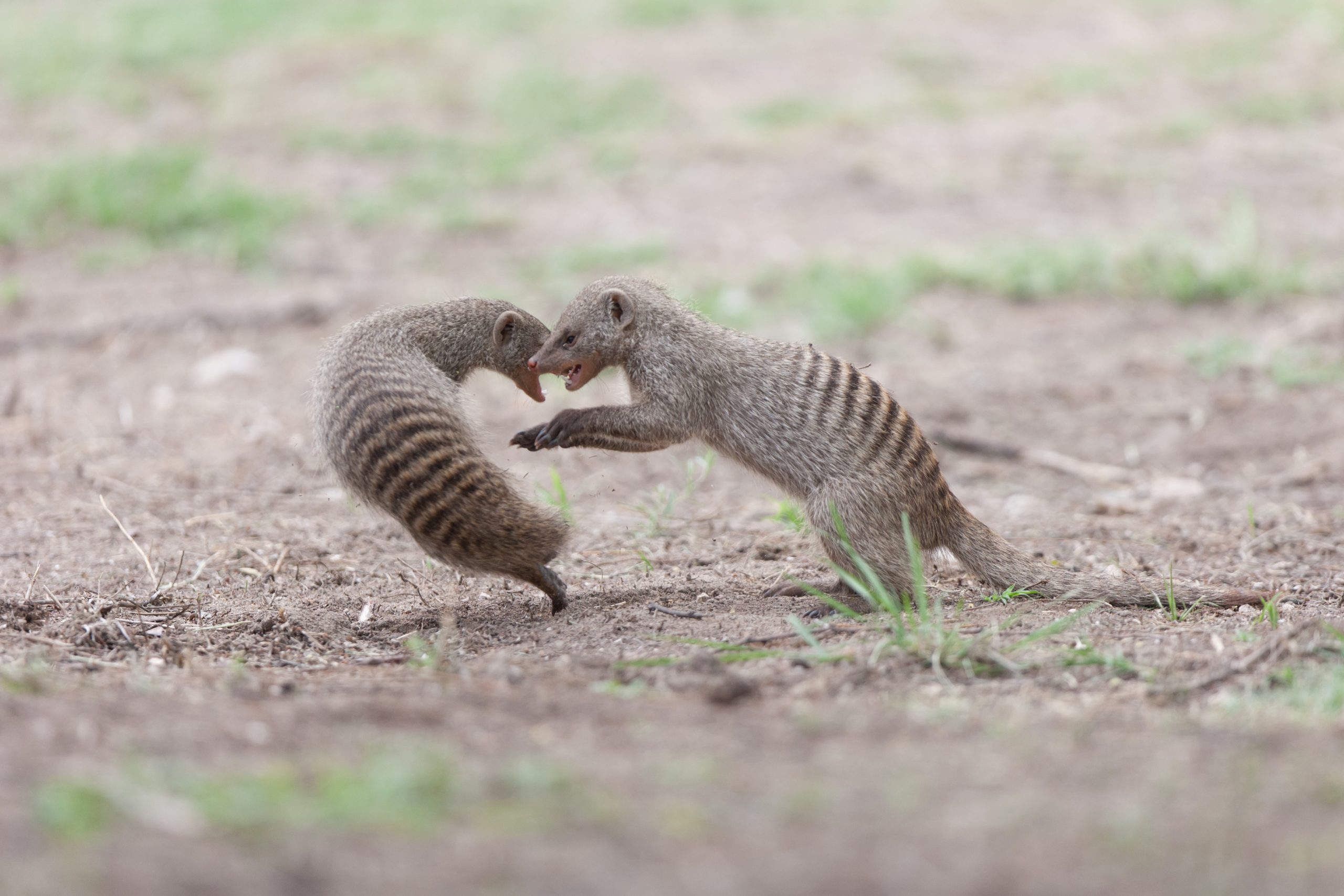 Banded mongooses jumping, fighting and playing in a clearing