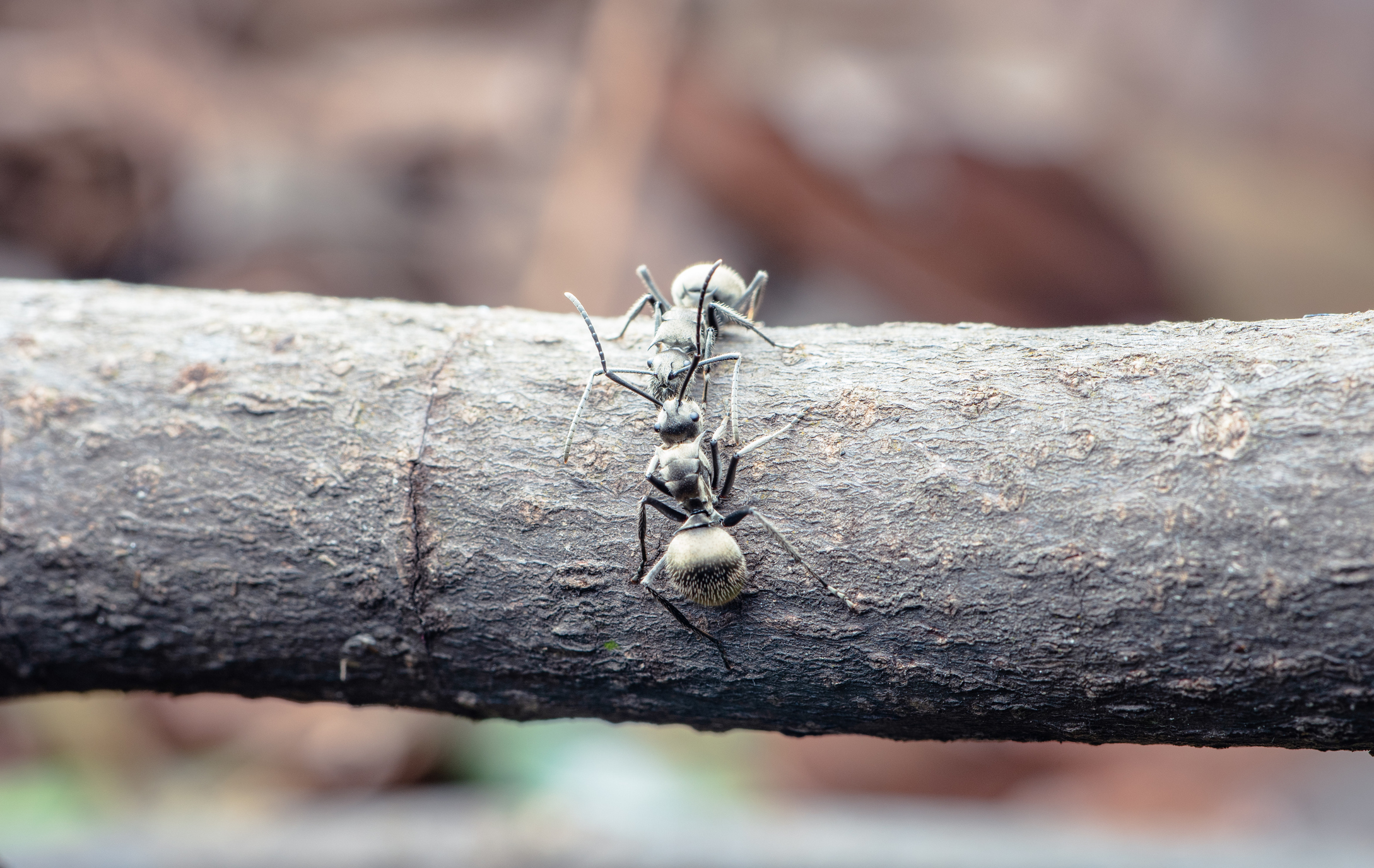 Two ants fighting on a branch