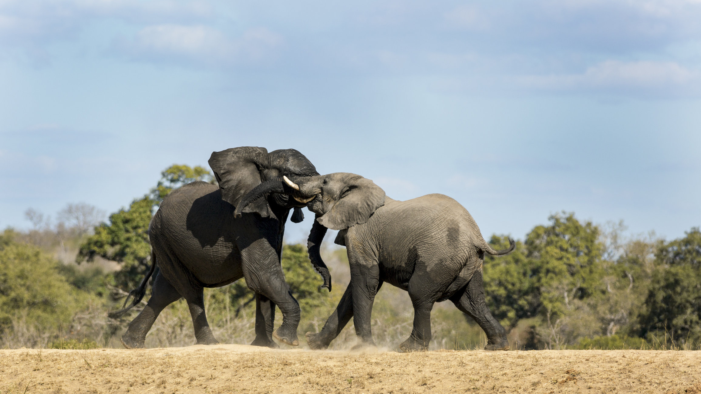 Elephants fighting in nature