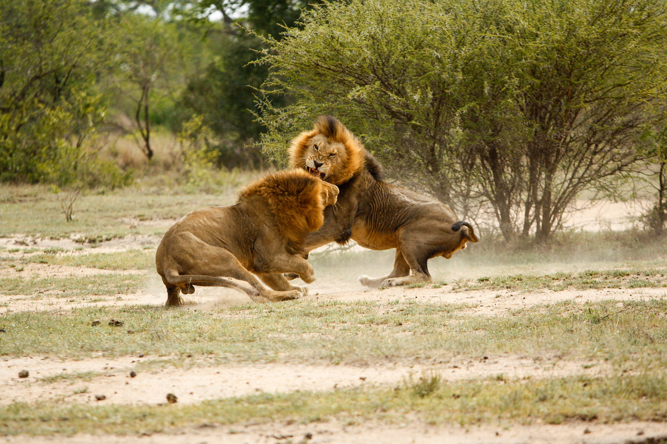 Two male lions, Panthera leo, fighting in a clearing, snarling and picking up dust from the ground, trees and bushes in the background