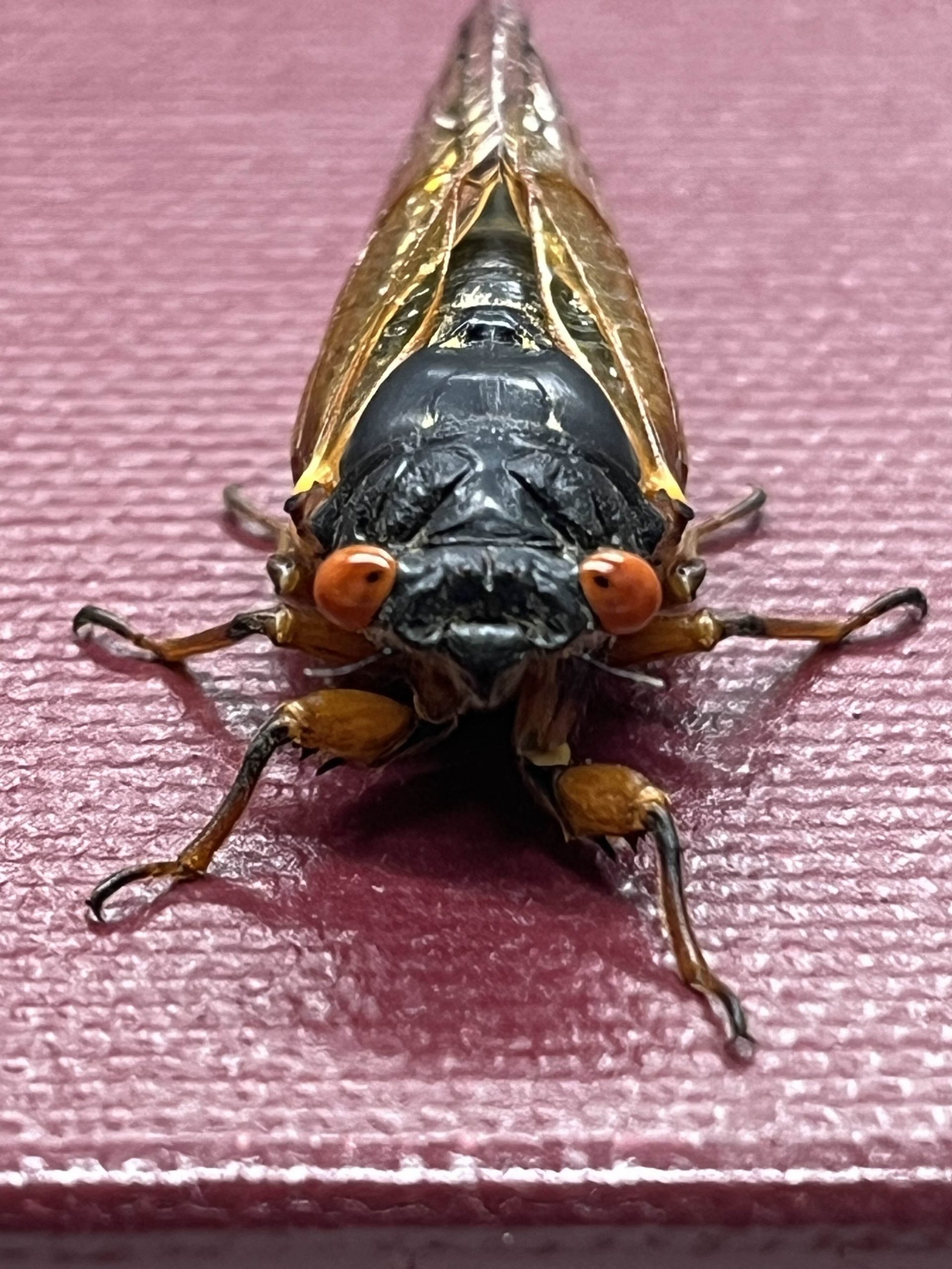 Periodical cicada