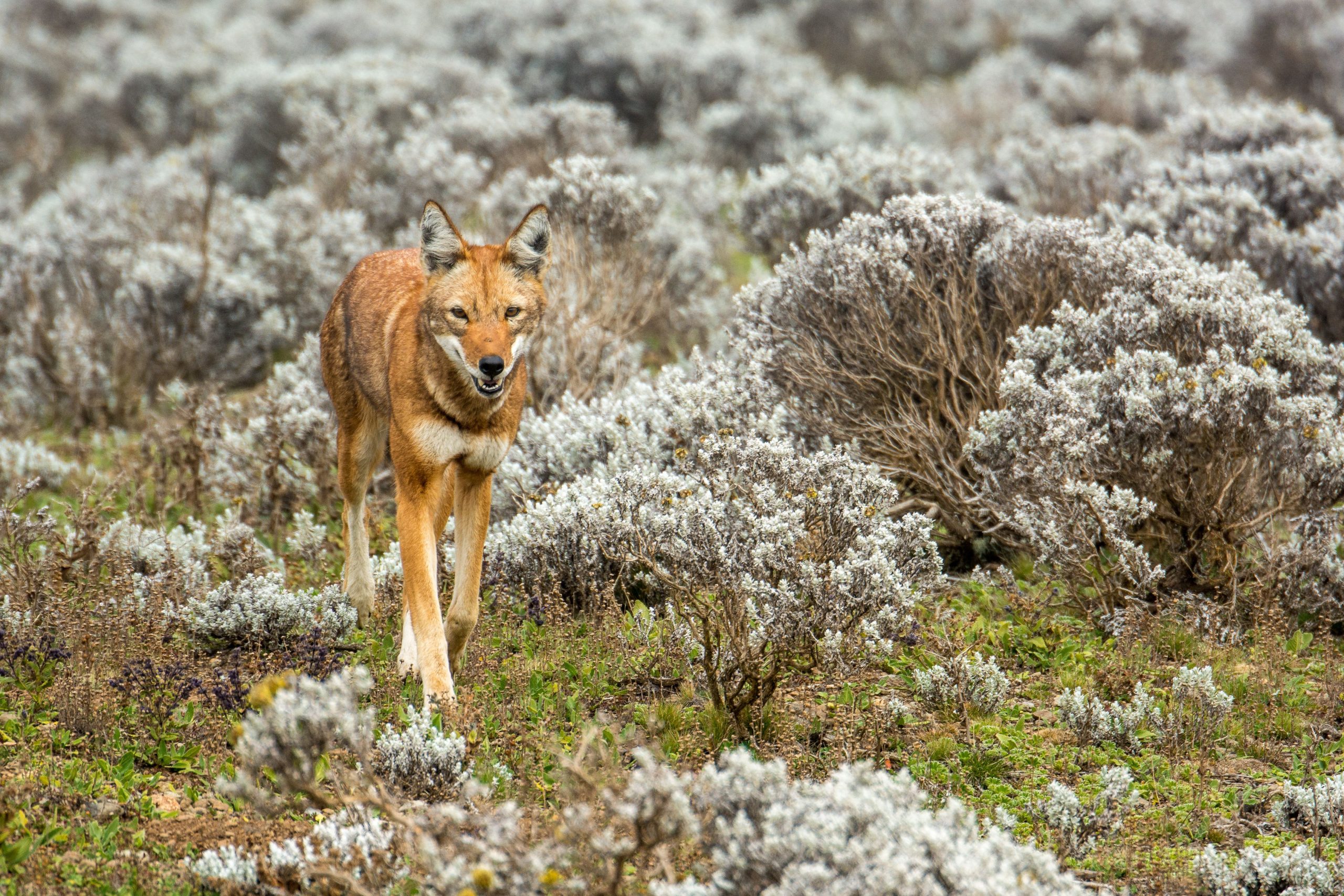 An Ethiopian wolf walks towards the camera