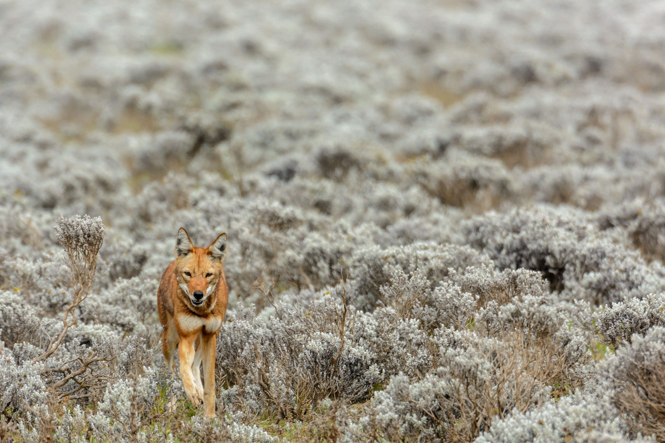 An Ethiopian wolf walks towards the camera in a bleak white landscape