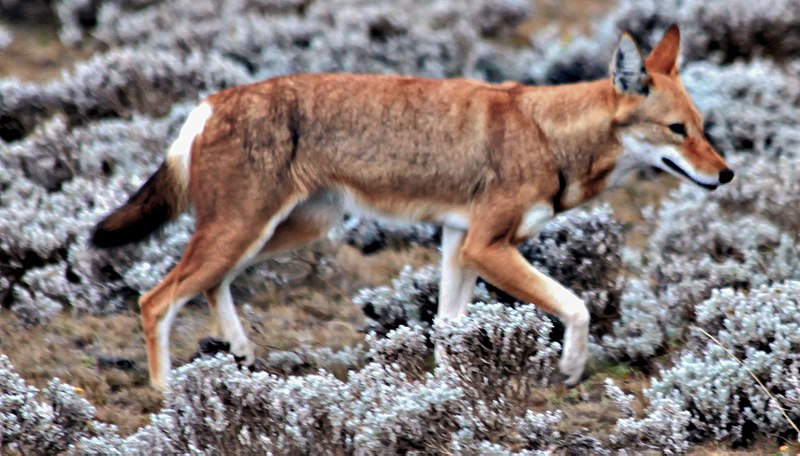 An Ethiopian wolf walks, lifting its paw