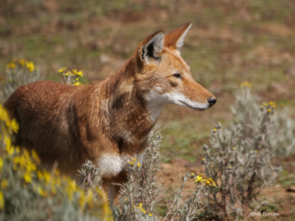 An Ethiopian wolf stands in the sun in a field of flowers
