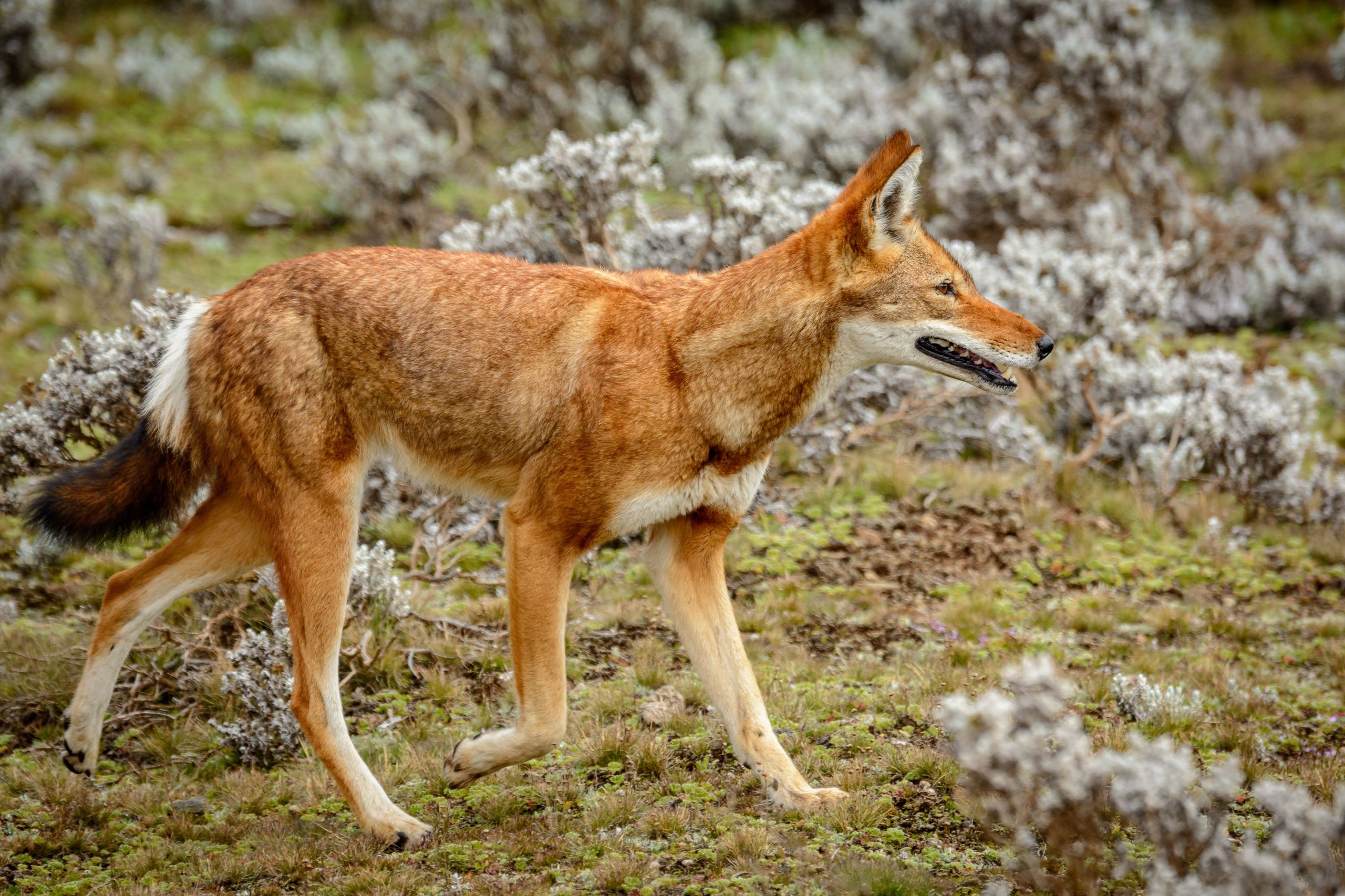 An Ethiopian wolf walks from left to right