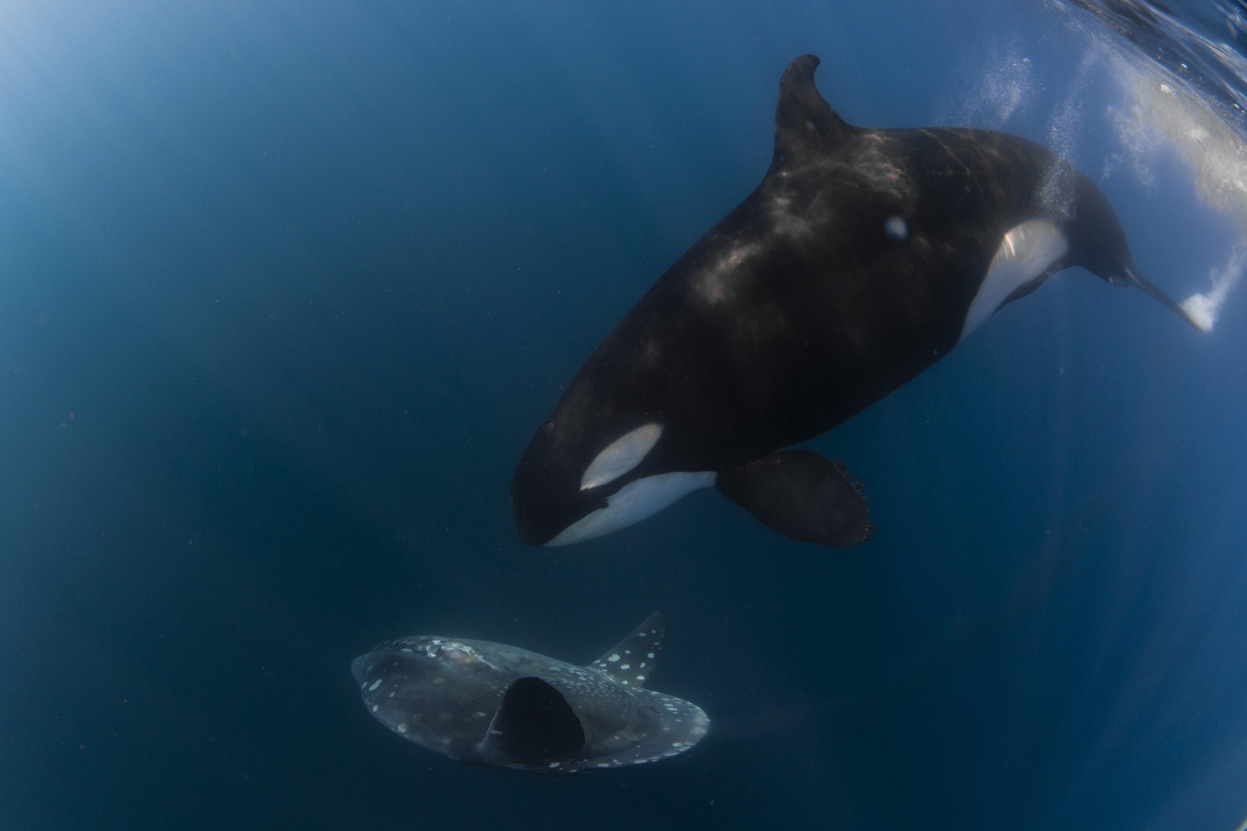 Orca with sunfish