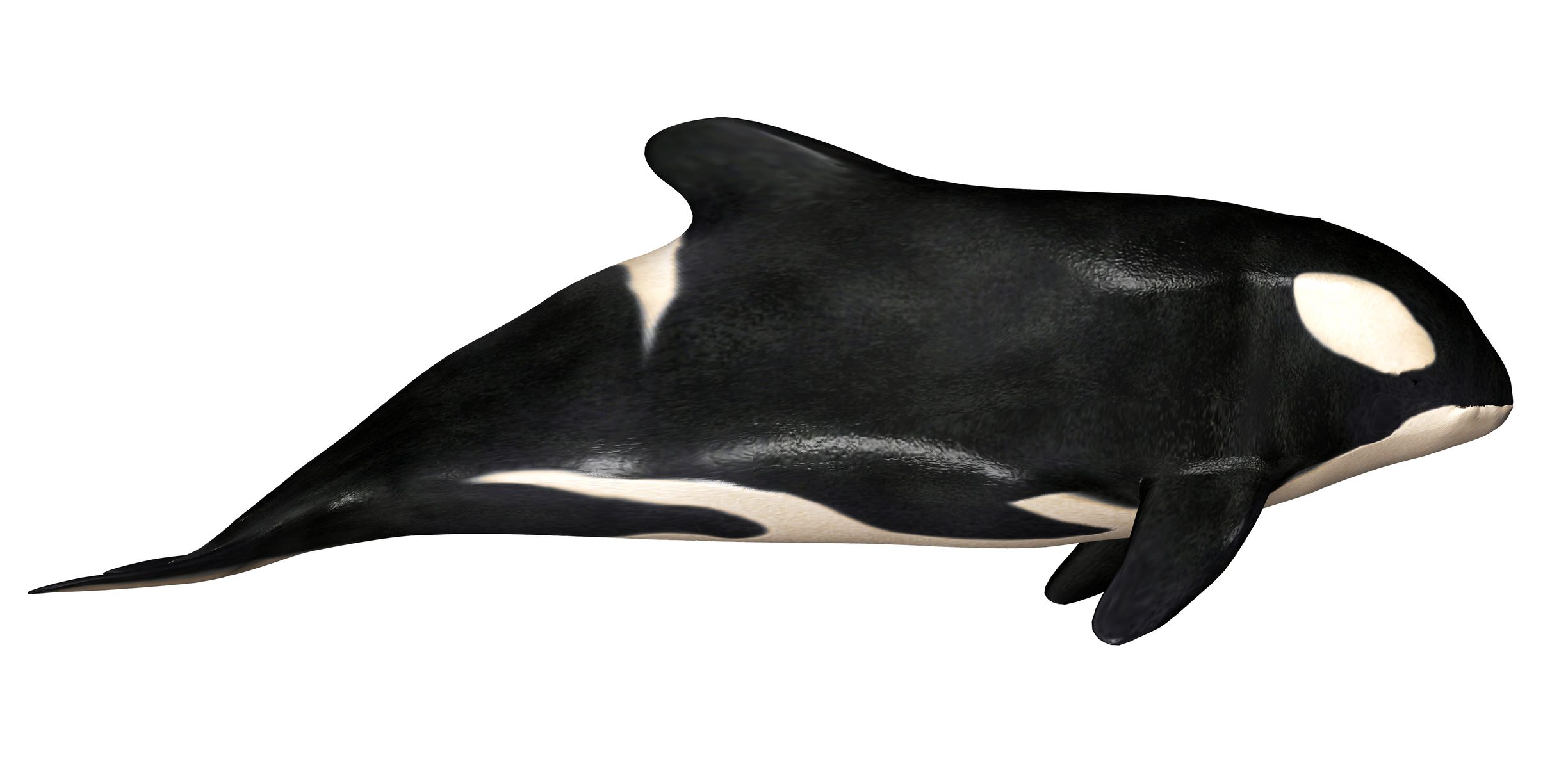 killer whale illustration