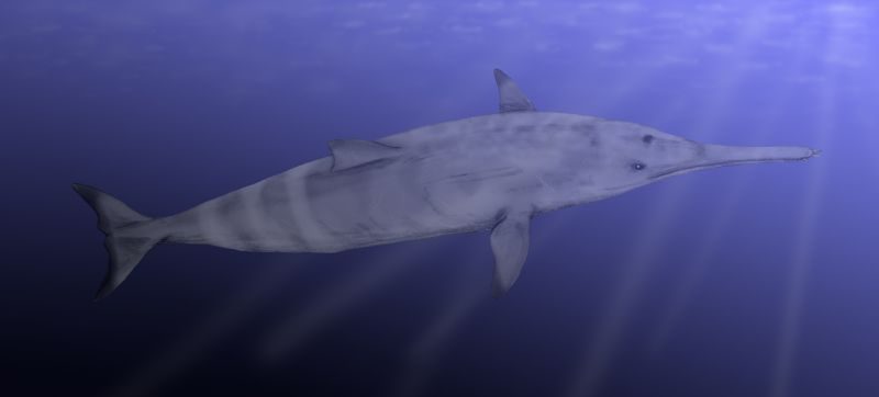 Squalodon calvertensis, a toothed whale from the Late Miocene of North America, pencil drawing, digital coloring
