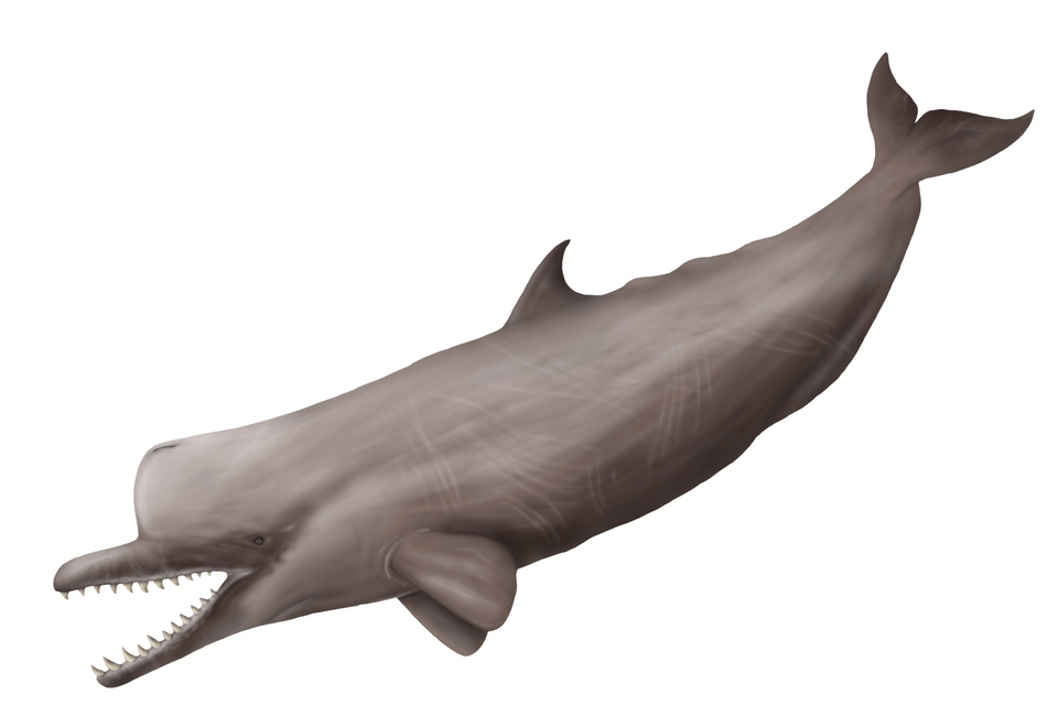 Life reconstruction of primitive sperm whale Zygophyseter varolai