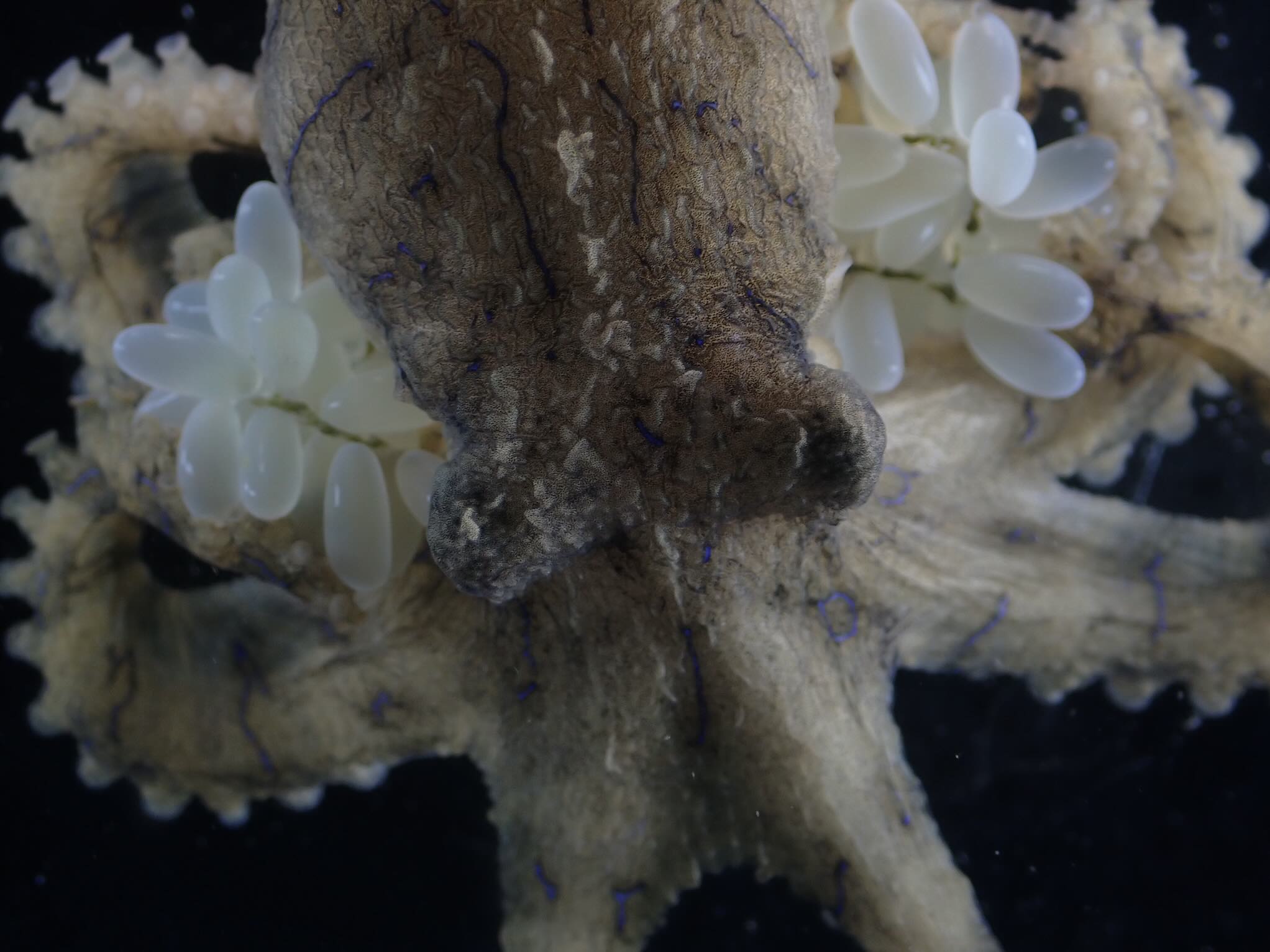 Brooding female blue lined octopus Dr Wen-Sung Chung
