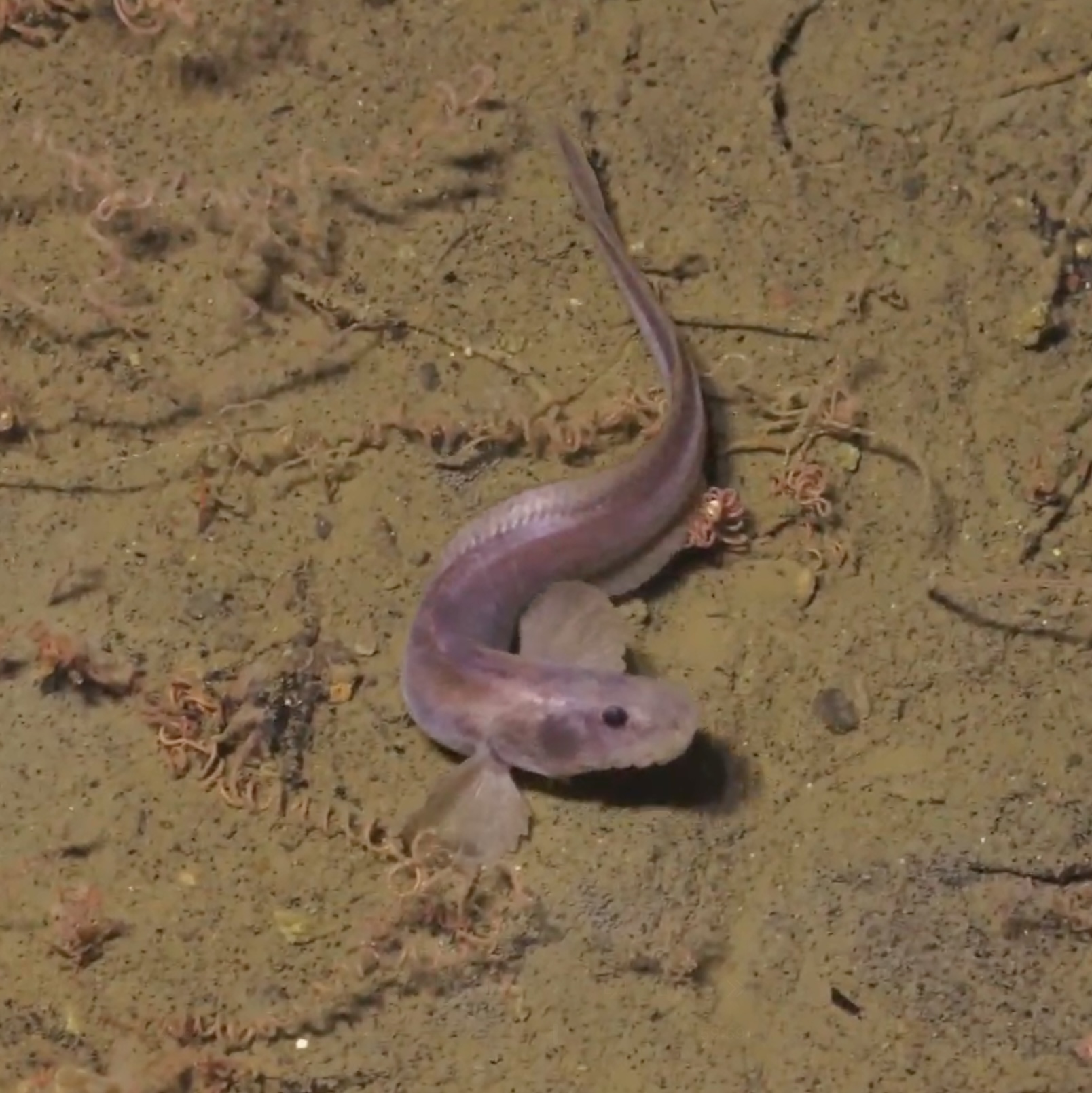Pachycara platyrhina near a vent field in the Arctic Ocean