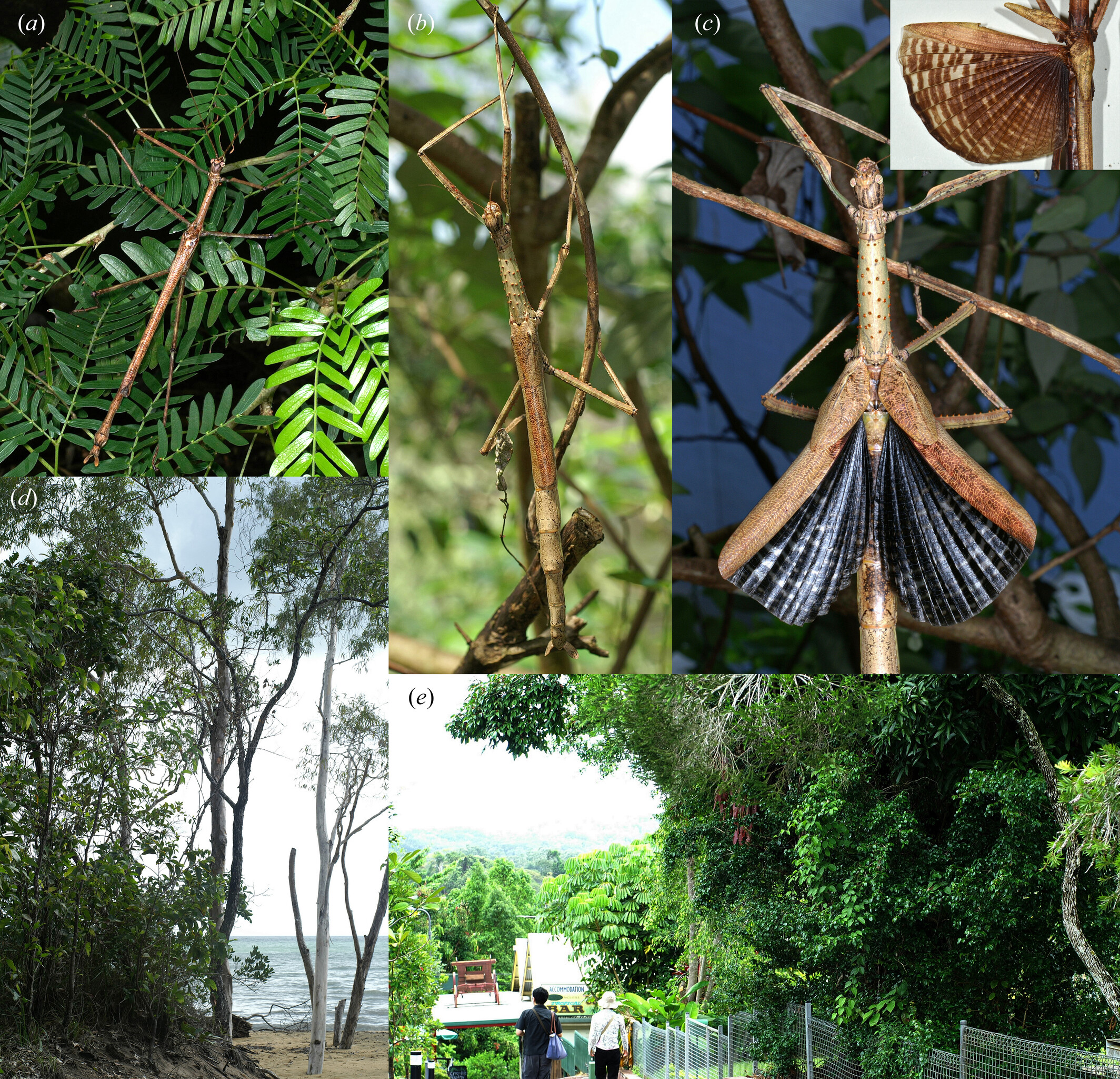Anchiale robusta