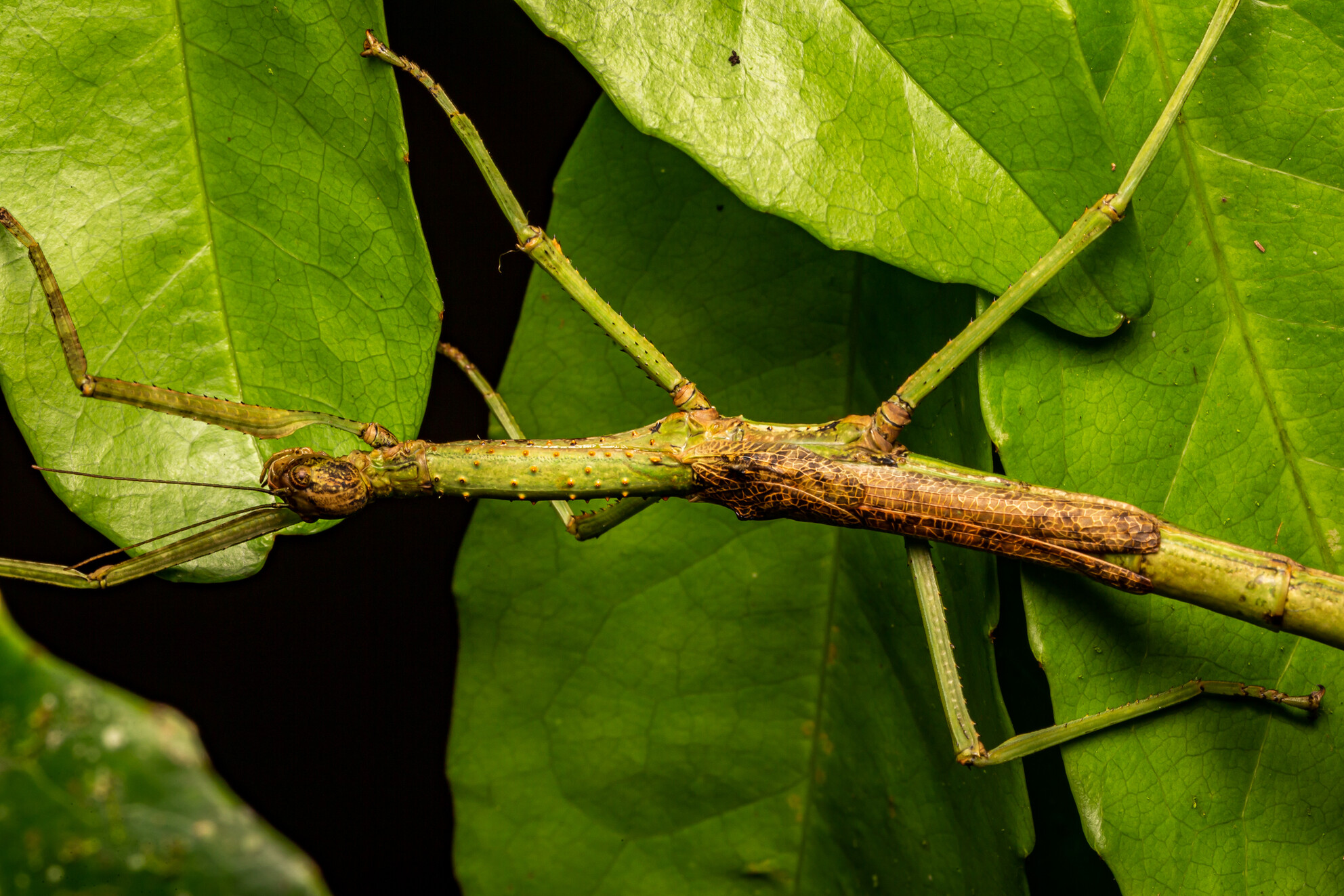 Anchiale mabiensis