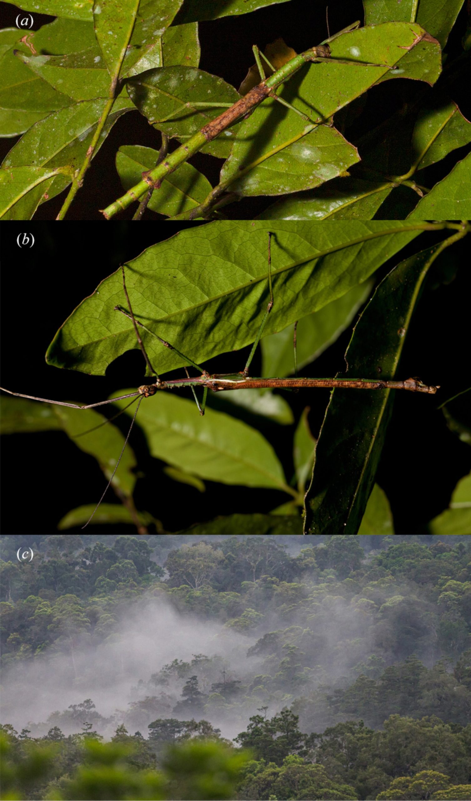 Anchiale mabiensis