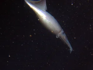 A Humboldt squid also known as a flying squid A Humboldt squid