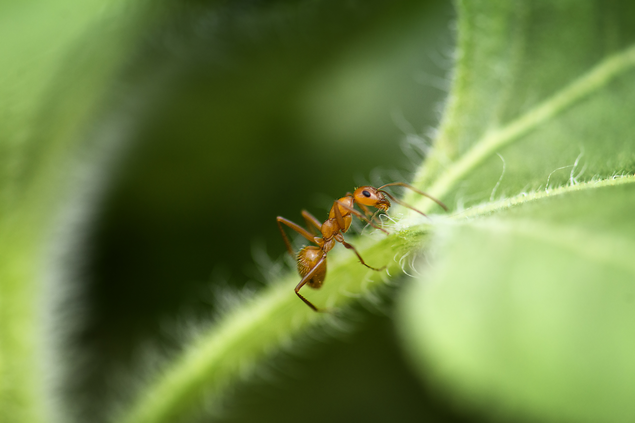 A deadly insect