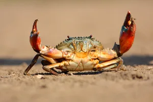 Why do crabs walk sideways? A crab walking sideways