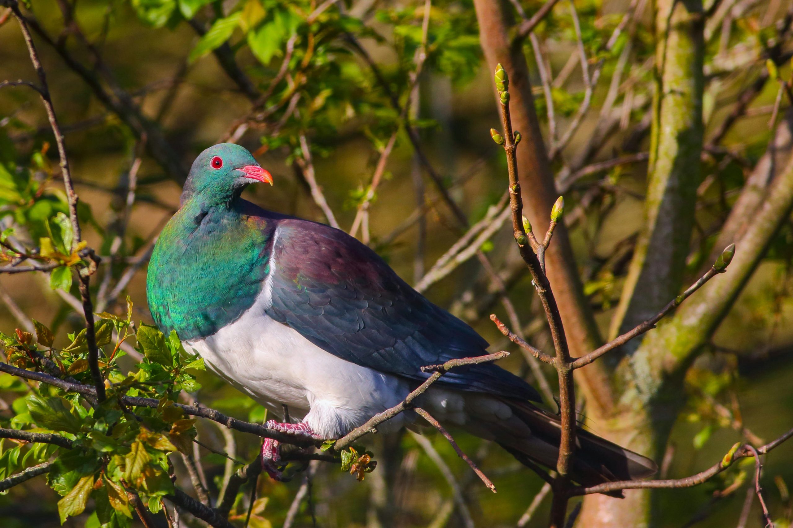 New Zealand pigeon