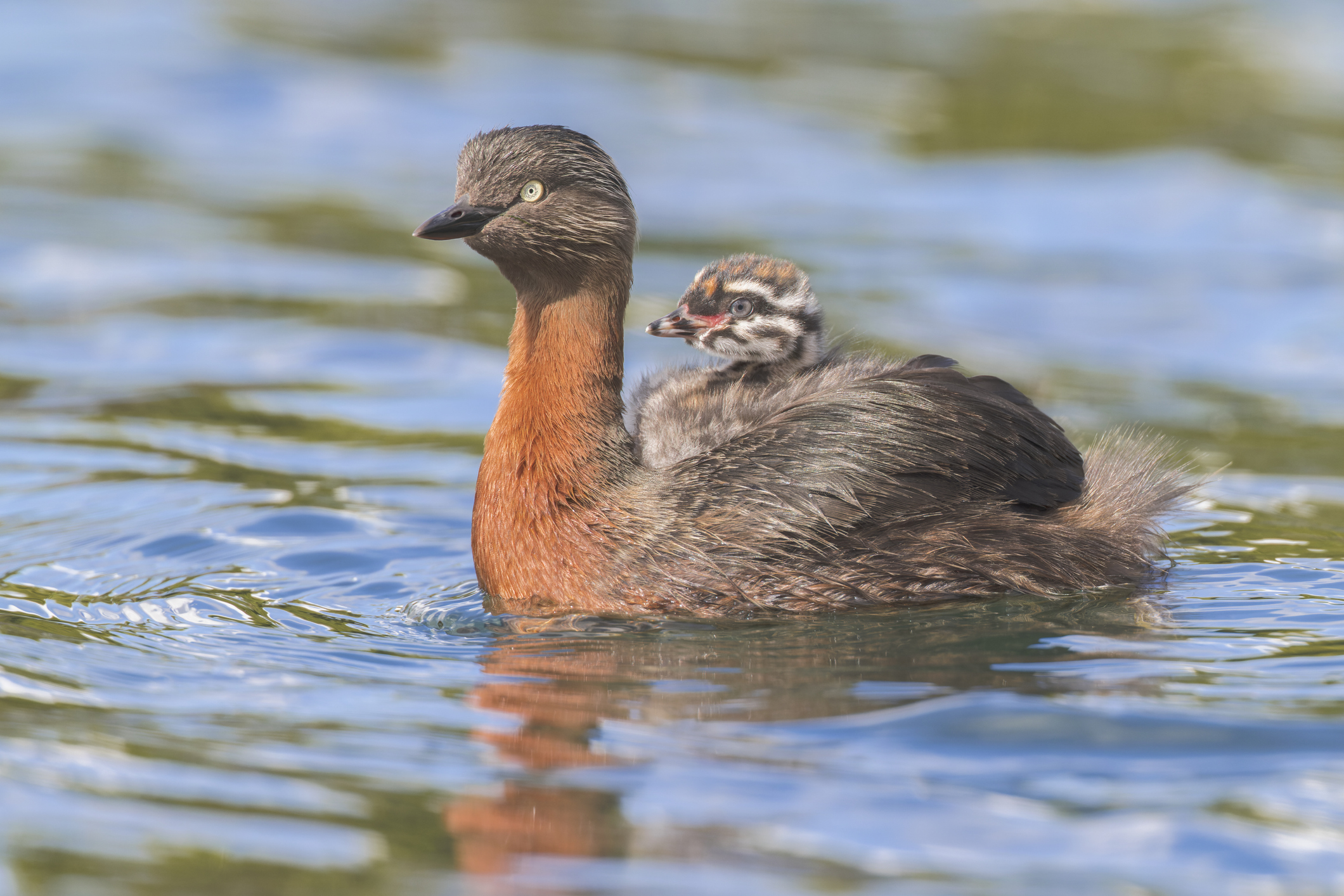 New Zealand dabchick